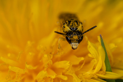 Tenthredo talyshensis