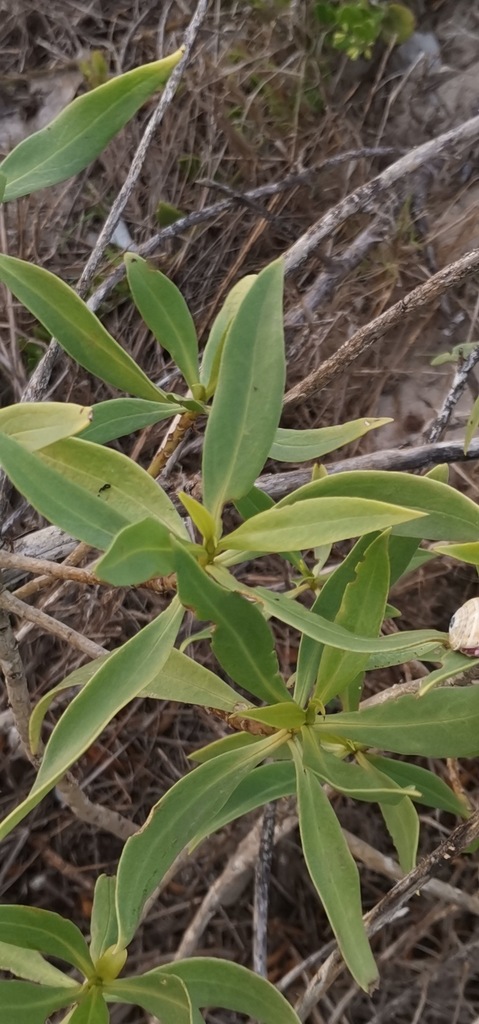 Australian Ngaio from Vesuvius Way Conservation Area, Strandfontein
