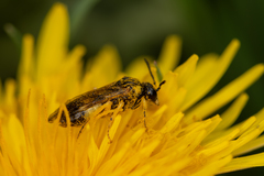 Tenthredo talyshensis