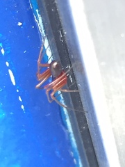 Ostearius melanopygius