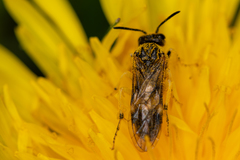 Tenthredo talyshensis