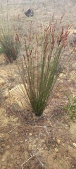 Restionaceae