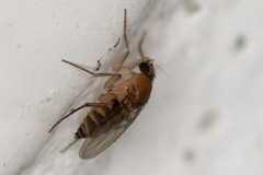 Metopininae