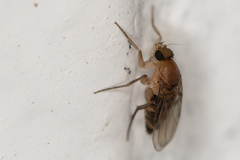 Metopininae
