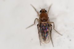 Metopininae