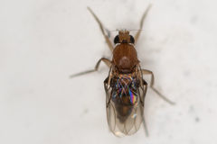 Metopininae