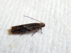 Ardozyga anthracina