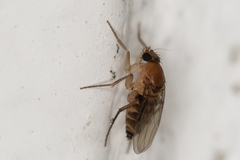 Metopininae