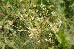 Alepidea amatymbica