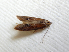 Ioptera