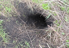 Marmota bobak