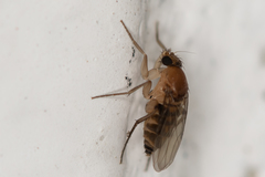 Metopininae