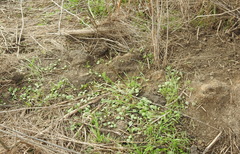 Marmota bobak
