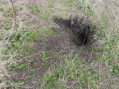 Marmota bobak