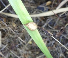 Gratiola sexdentata