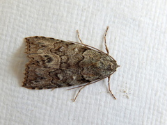 Calathusa basicunea