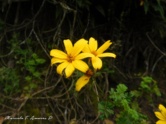 Tagetes zypaquirensis