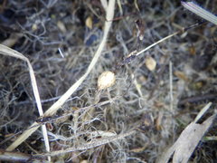 Gratiola sexdentata