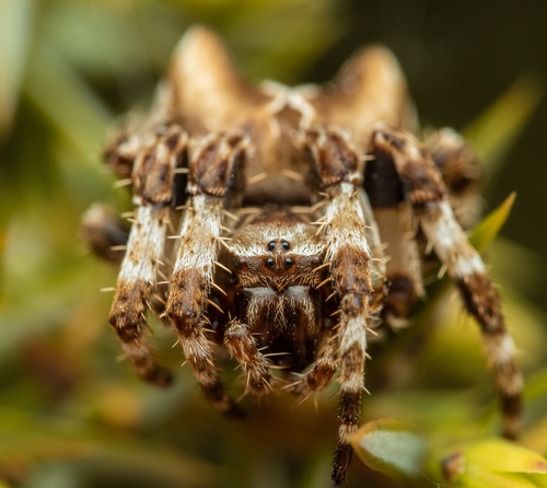 Araneus grossus