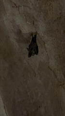 Megaderma