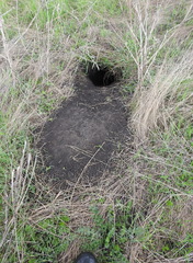 Marmota bobak
