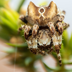 Araneus grossus