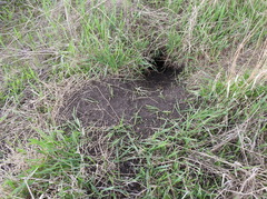 Marmota bobak