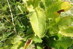 Alepidea amatymbica