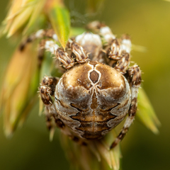 Araneus grossus