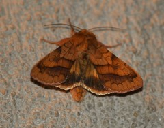 Pyrrhia exprimens