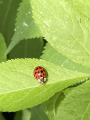 Harmonia axyridis