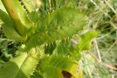 Alepidea amatymbica