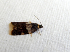 Dichelia cosmopis