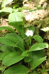 Clintonia umbellulata