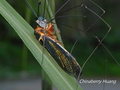 Scieroptera formosana
