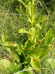 Alepidea amatymbica