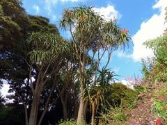 Aloidendron barberae