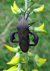 Anoplocnemis phasianus