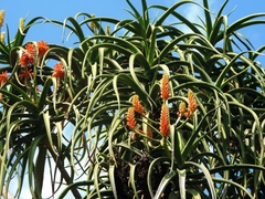 Aloidendron barberae