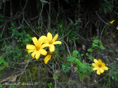 Tagetes zypaquirensis