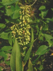 Rumex altissimus
