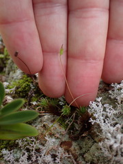 Polytrichadelphus magellanicus