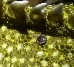 Archaeocroton sphenodonti