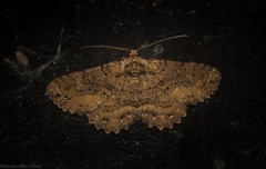 Paradromulia ambigua