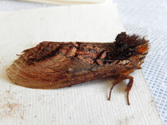Hylaeora eucalypti