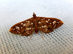 Ischnurges illustralis