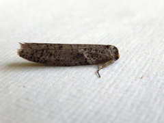 Lepidoscia euryptera