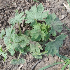 Leonurus quinquelobatus