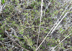 Thymus calcareus