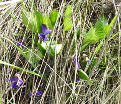 Viola ambigua